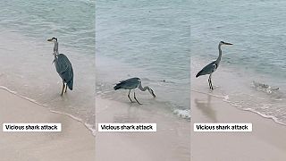 video Zákerný útok žraloka na volavku (Maldivy)