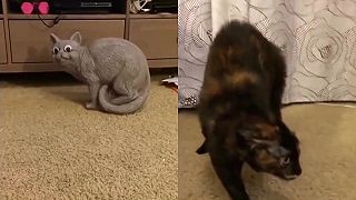 video A mačka odrazu skamenela