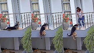 video Ovčiak sa odrazu ocitol v nepríjemnej situácii