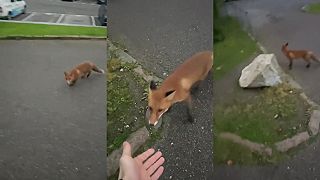 video Líška KURWA!