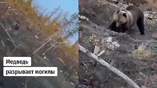 Medveď na cintoríne recykluje zbytky invázneho druhu