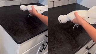 video Ty máš sprej, ja mám KAKADU!