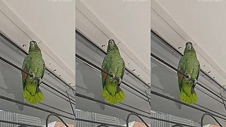 video Do psej matere, to mám papagája, či sliepku?