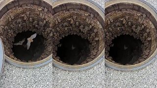 video Pozri sa do toho kanálu, je plný netopierov!