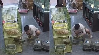 video Ako ja dostanem späť tie mačence?