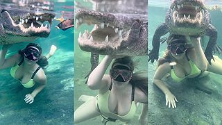 video Videli ste tam nejakého aligátora?