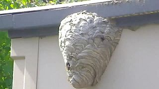 video Veľké osie hniezdo odstránil pomocou silného prúdu vody