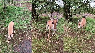 video Gazela Thomsonova je rýchla ako blesk, dokáže bežať rýchlosťou 90 km/h