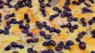 video V Brazílii si môžete objednať pizzu s mravcami