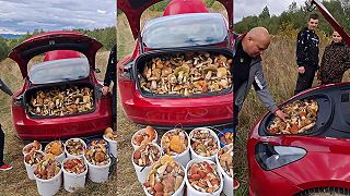 video Tesla plná hríbov (Ukrajina)