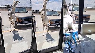 video Dať na obchod zrkadlové sklá bol síce dobrý nápad, no nerátali s kozami (Mexiko)