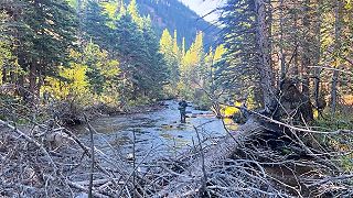 video Lane cez vodu prešli úplne potichu, rybára odignorovali