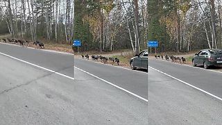 Žigulíku došiel benzín
