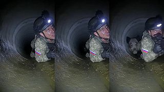 Svine v kanáloch