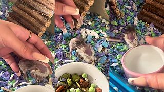 video 5-ročný škrečok, v našich rokoch by mal viacej ako 100 rokov