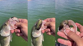 video Chytil rybu a odrazu mu na ruke pristál kolibrík