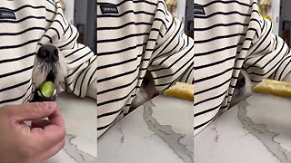 video Chceli donútiť psa, aby žral zeleninu