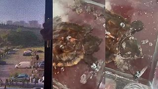 video Už mi tá cikáda na okne liezla na nervy!