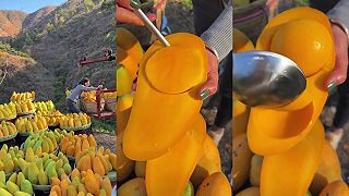 video Thajský kultivar manga Mahachanok nemá v plodoch takmer žiadne semeno