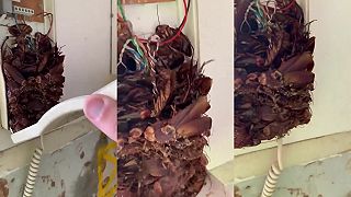 video Prestala mi fungovať pevná linka (NECHUTNÉ)