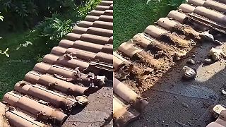 video Afroameričan sa rozčuľuje kvôli netopierom, ktoré sa nasťahovali pod škridle