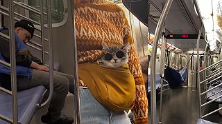 video S čím všetkým sa môžeš stretnúť v metre v New Yorku?