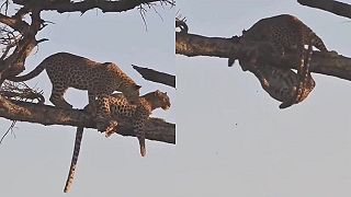 Leopardy sedia na konári a užívajú si západ afrického slnka