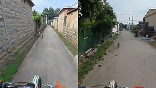 Čokel, ktorý na neho štekal, podal výkon svojho života