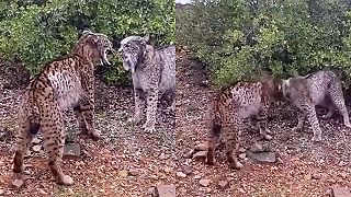 Pár natočil súboj dvoch rysov španielskych, trieskali do seba hlavami ako barany