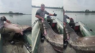 Poliaci chytili rekordne veľkého sumca, ledva sa im zmesti do člna (KURWA)
