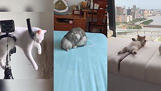 Mačky vedia zaspať naozaj v rôznych polohách