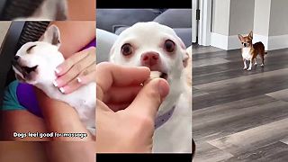 video A aké sú tie čivavy?