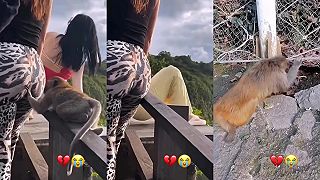 video Opica pchala nos tam, kde nemala