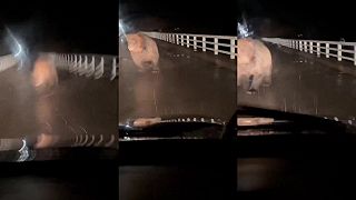 video Stretnutie s urasteným medveďom hnedým ussurijský na japonskom ostrove Hokkaido