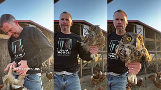 video Chytil sovu, ktorá mu kántrila sliepky