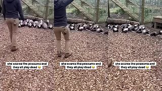 video A odrazu všetky vačice vykotilo!