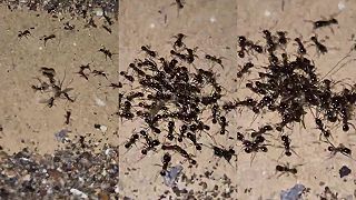 video Tento komár už nikomu piť krv nebude, mravce mali hostinu