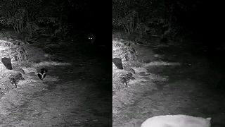 video Vlk sa ulakomil na skunka, dostal poriadnu dávku „voňavky” priamo do frňáku