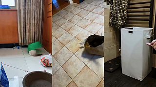 video Keď mačky vystrájajú v domácnosti