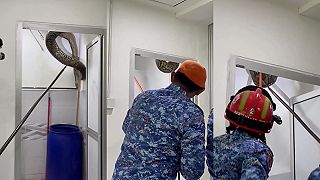 video My tu máme hlodavce, v Thajsku majú pytónov mriežkovaných