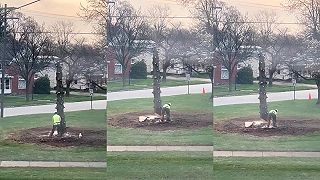 video Ten arborista je celkom šikovný, natočím si, keď bude kmeň padať