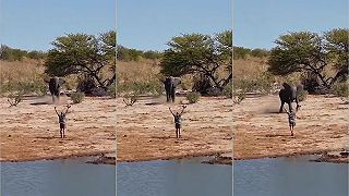 video Ako jednoducho odvrátiť útok veľkého slona?