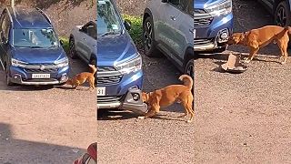 Pes mu načal Suzuki, dôvod sa ukázal až neskôr