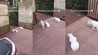 video Čo to len tie tri mačky sledujú?
