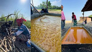 video Jaggery - tradičná výroba nerafinovaného cukru z cukrovej trstiny