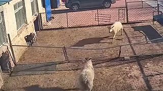 video Pozri zas čo tie ovce porobili s tým plotom!