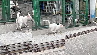 video Malá mačka zistila, prečo sa nemá kamarátiť so psami