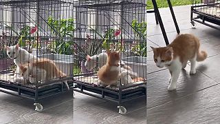 Z pevného skupenstva na kvapalné?