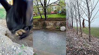 A aký je ten malinois vlastne?