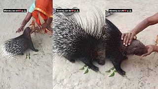 video Indická žena chová doma dikobraza
